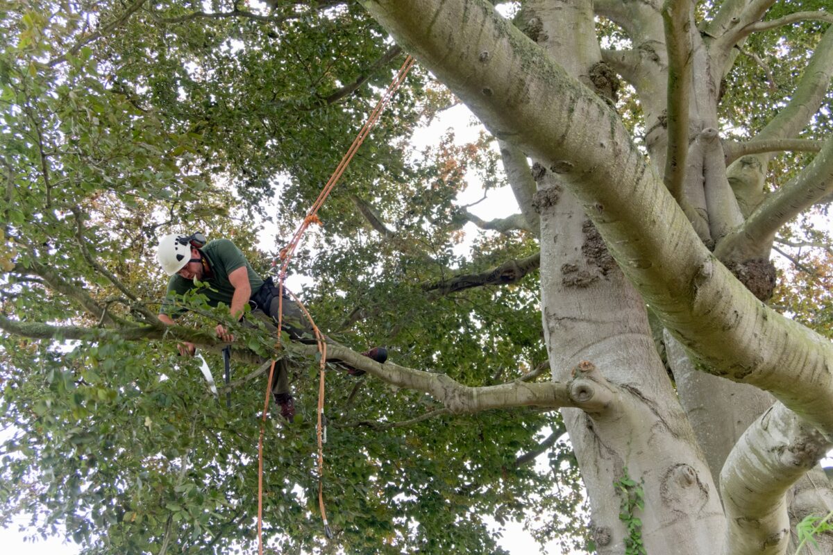 Arborist climbing a large beech tree