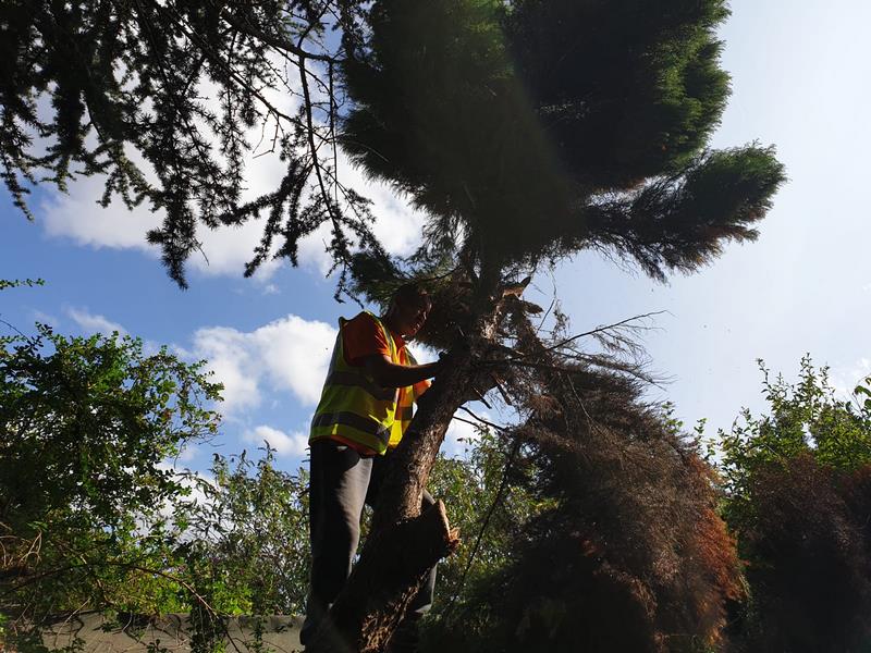 Arborist in high-visibility clothing cutting back a conifer