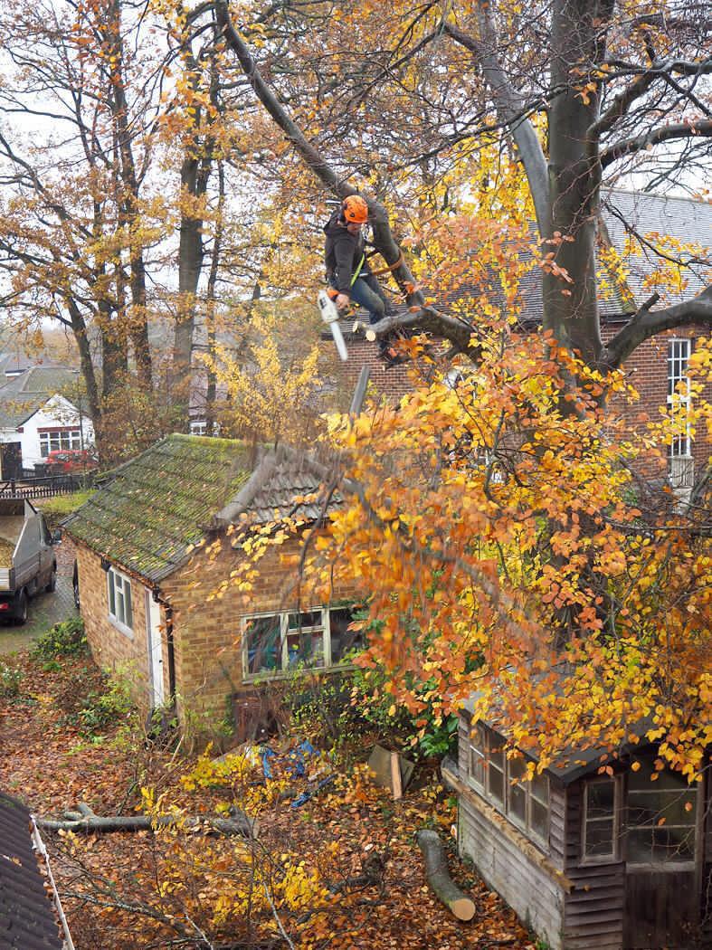 Arborist working in an autumn tree above a garden