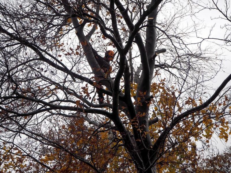 Arborist working in a bare tree with autumn leaves