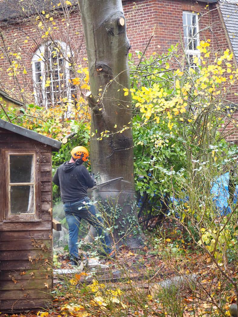 Tree surgeon using a chainsaw at the base of a garden tree