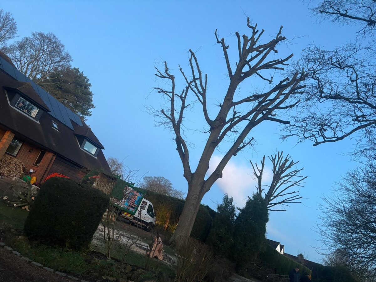 Crown-reduced bare tree at dusk beside houses