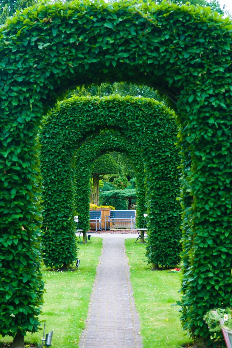 Neatly clipped green hedge archways along a garden path