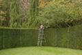 Hedge Trimming