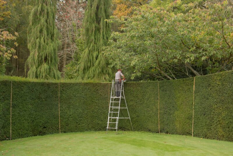 Gardener trimming a tall yew hedge from a ladder