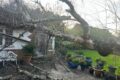 Emergency Tree Services