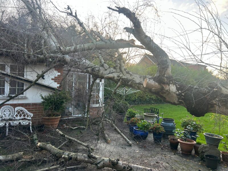 Large tree fallen across a house and garden after a storm