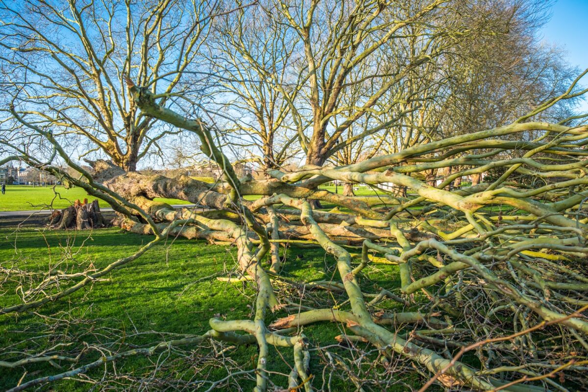 Large fallen tree lying on grass after a storm
